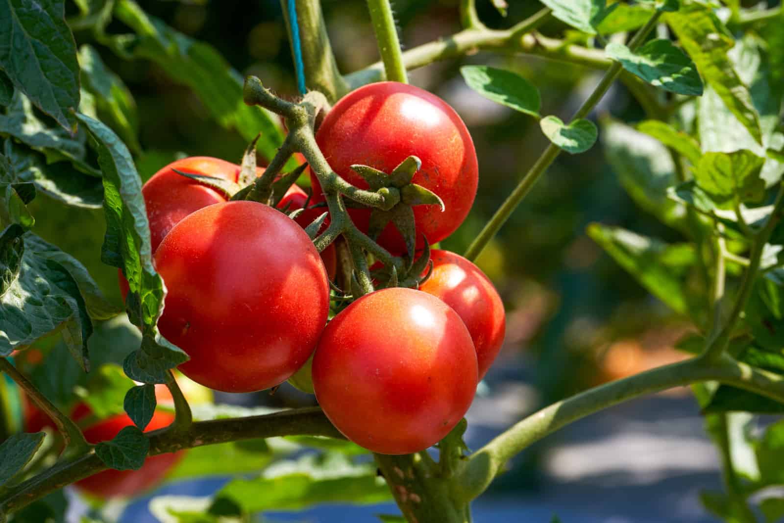 Fresh tomatoes growing on the vine outdoors.