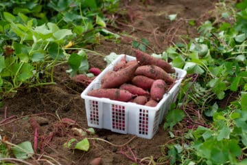 Basket of fresh sweet potatoes after being harvested from the soil, surrounded by live sweet potatoes plants still in the ground.