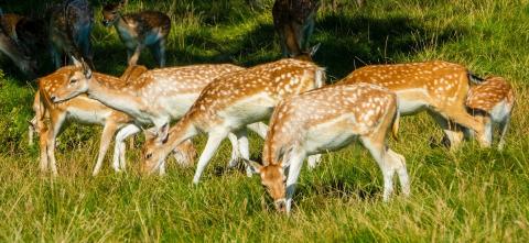 Many deer grazing on grass