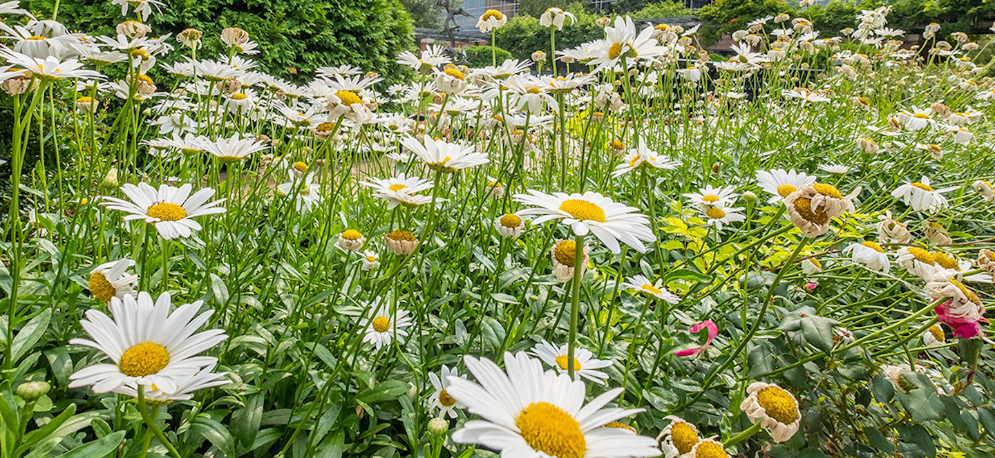 Many flowers in a flower bed