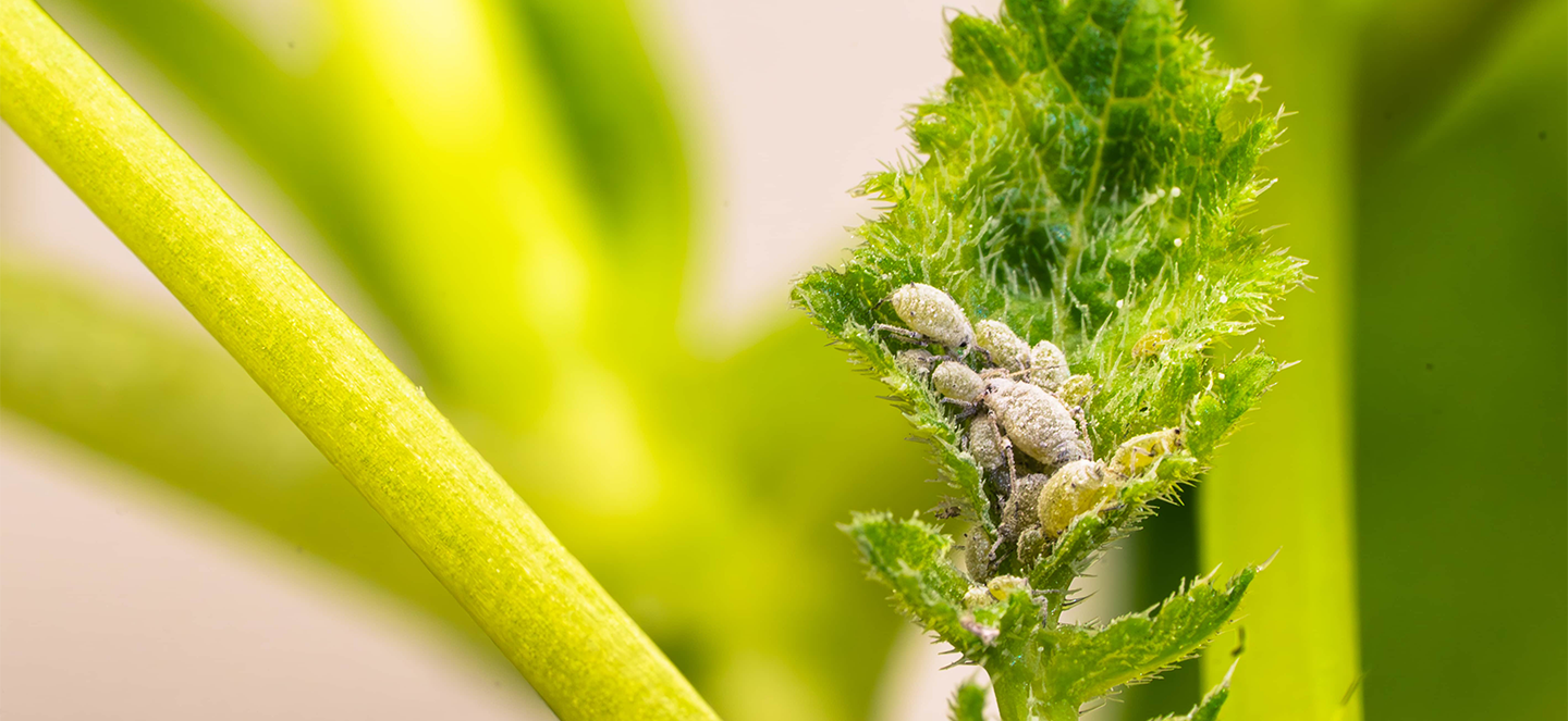 Aphids on a plant