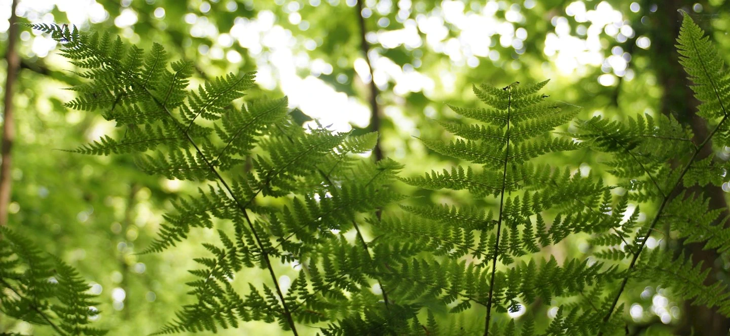 Wild fern leaves