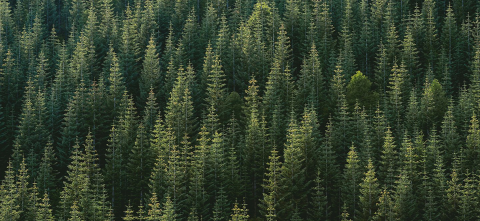 A forest of coniferous trees