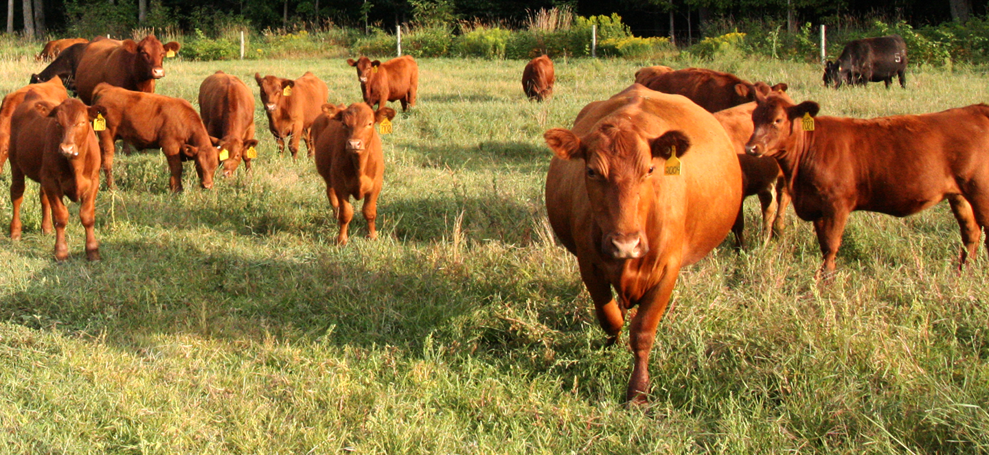 Picture of cows