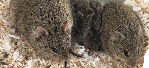 A family of Nile grass rats