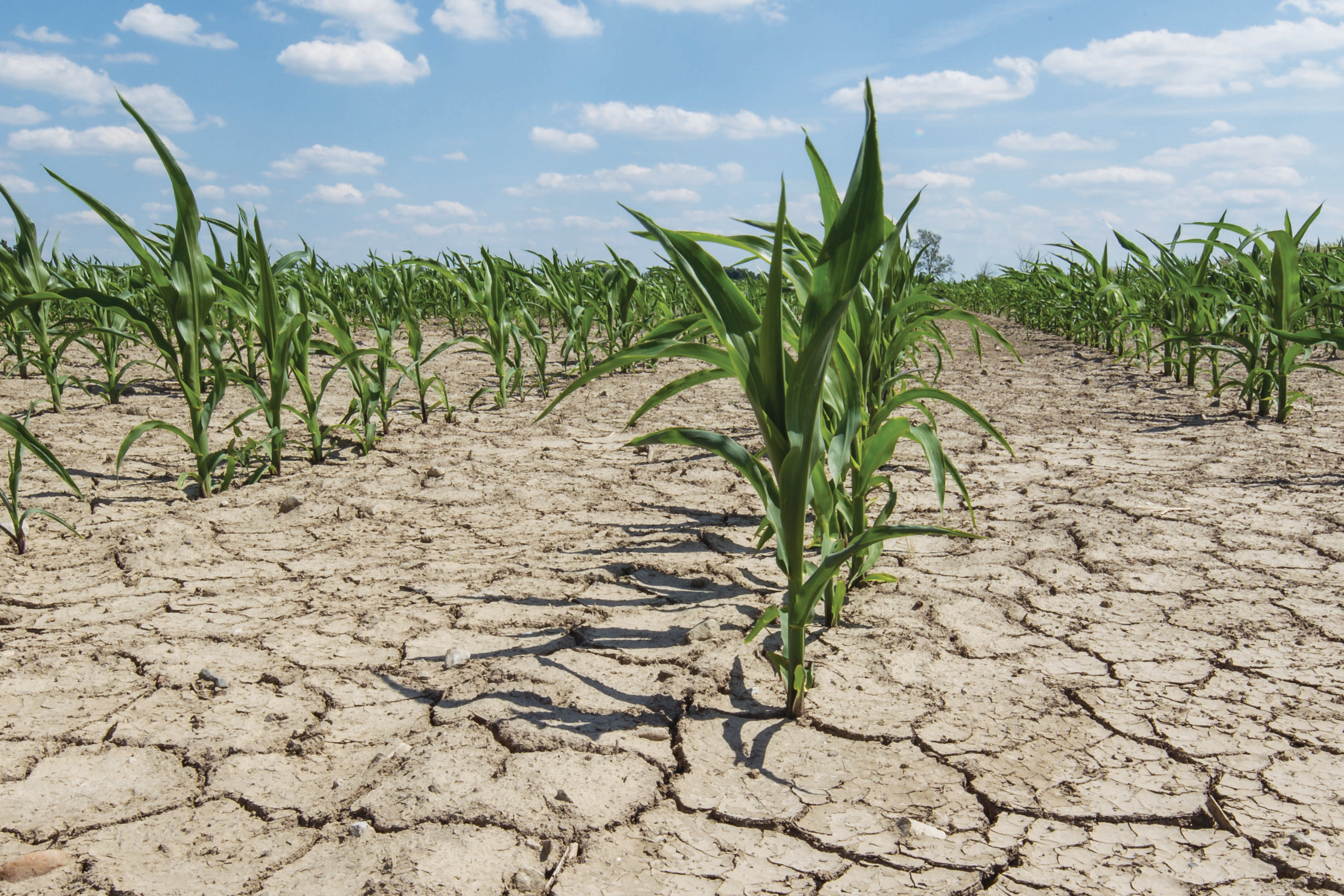 Cracked earth with corn plants popping up