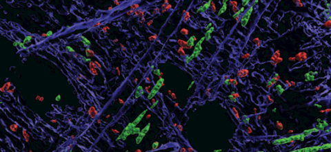 A graphic of immune cells