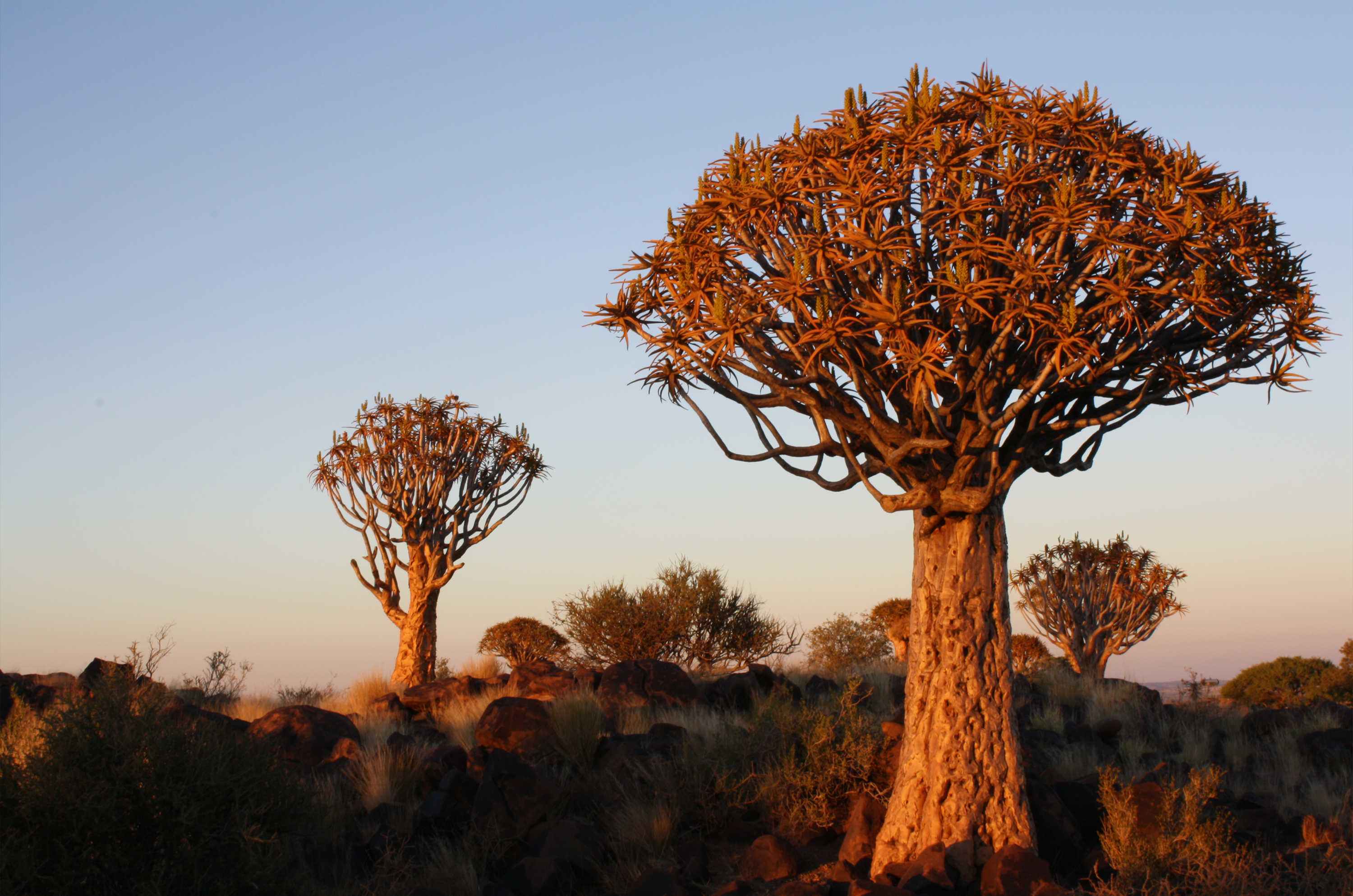 Two trees with the sun setting in the background