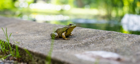 A frog sitting on concrete by water