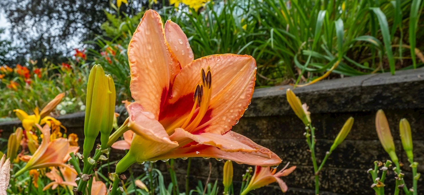 An orange flower with water on it