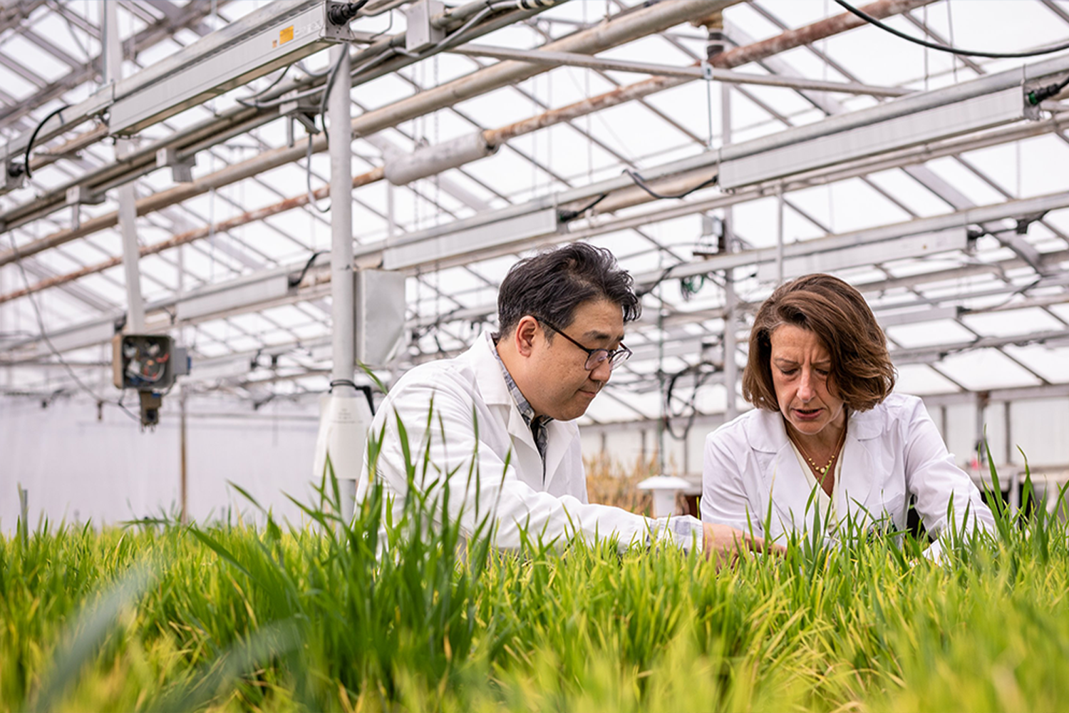 Federica Brandizzi and a colleague looking at plants in a greenhouse