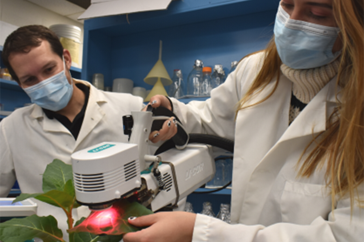 Two people in white lab coats and blue face masks are using a machine that emits red light onto a plant leaf. 