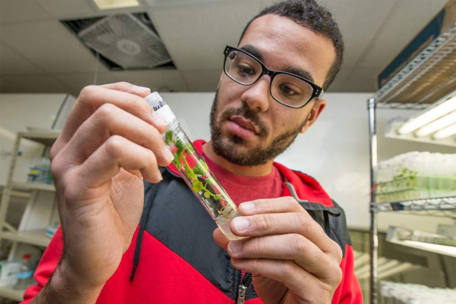 A person with glasses and facial hair, wearing a red and black shirt, holding and looking at a test tube with a plant inside.