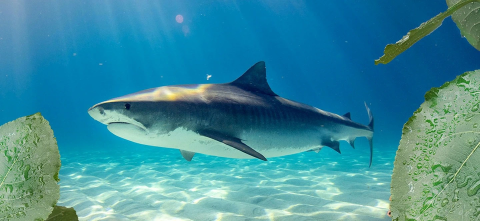 A grpahic of a shark swimming in the ocean, with leaves in the foreground